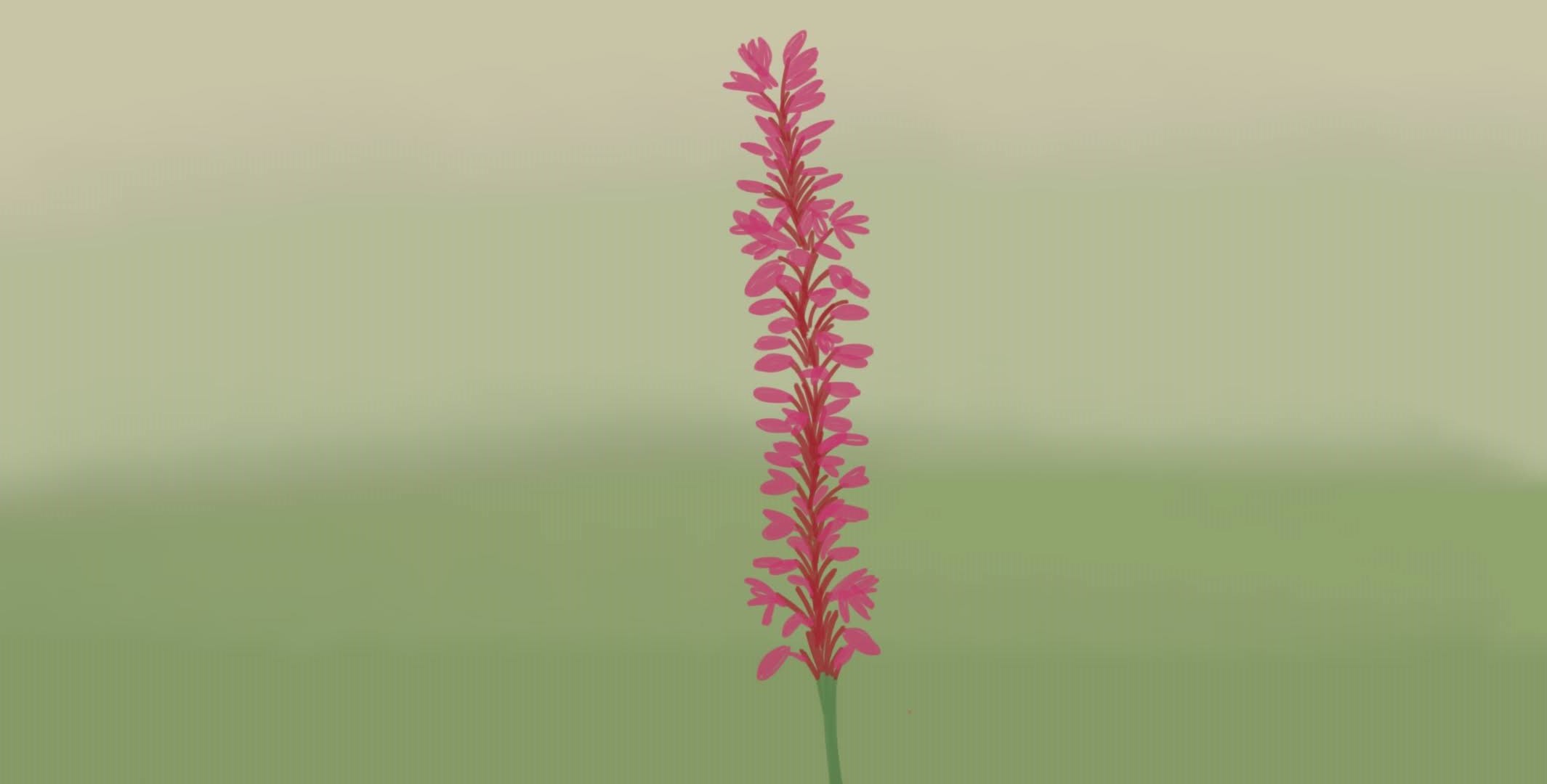 pink flower that looks like a lavender